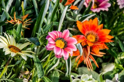 Le più belle coperture del terreno per il giardino roccioso