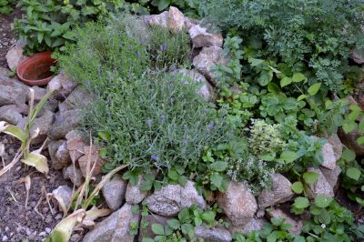 Bello quanto comodo: un giardino roccioso in un letto rialzato