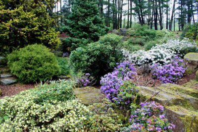 Quali piante nel giardino roccioso tollerano l'ombra parziale?