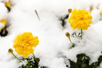 Le più belle piante dure da giardino roccioso