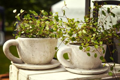 La salvia della steppa è commestibile?