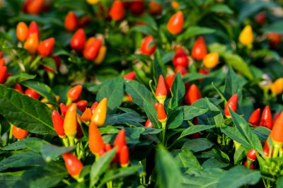 La candela della steppa non fiorisce