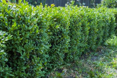 La salvia della steppa è resistente?