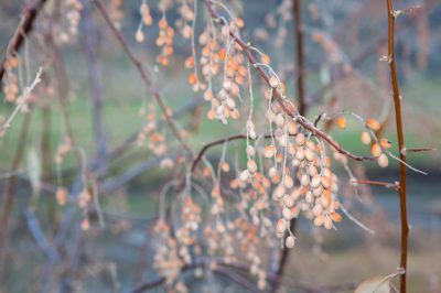 La posizione perfetta per il cardo mariano in giardino