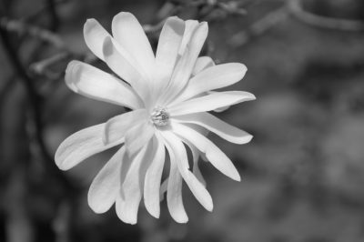 Magnolia stellata: prevenire i danni da gelo tardivo al momento della fioritura