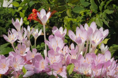 La magnolia stella come standard - vantaggi e svantaggi