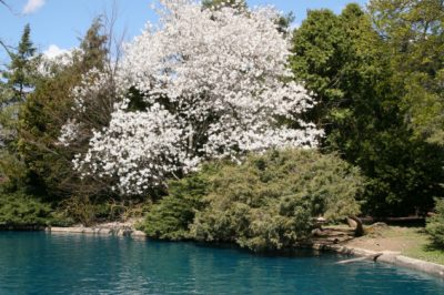 Magnolia stellata - trovare il posto giusto