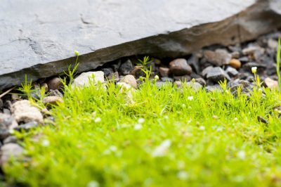 La cura ottimale per la stonewort