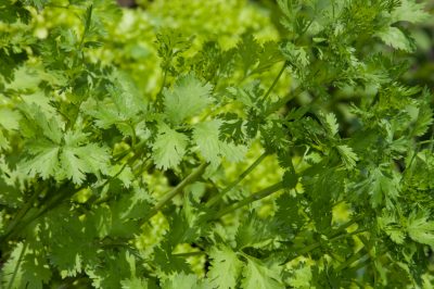 La cura adeguata della pianta di stevia