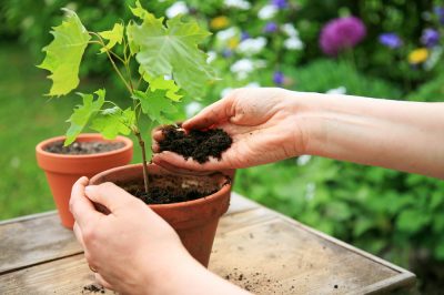 Lo svernamento della pianta di stevia