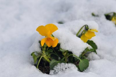 Le viole del pensiero sono biennali o perenni