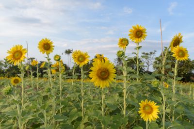 Quando fiorisce l'agrifoglio?