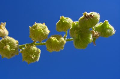 L'agrifoglio è una pianta perenne?
