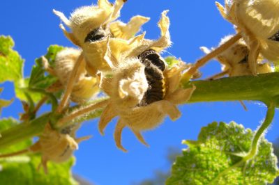 Eseguire correttamente gli agrifogli - i consigli più importanti