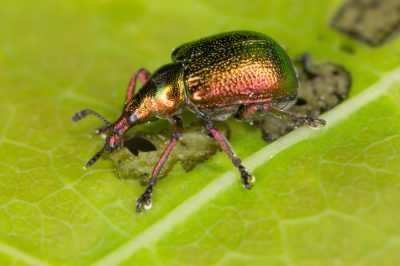L'agrifoglio è resistente?