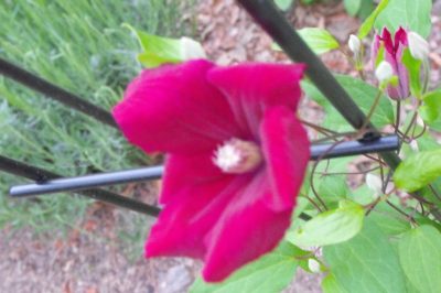 Lilla di cicogna - Specie adatta a giardini ombrosi