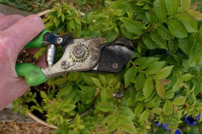 L'ubicazione dipende dalla specie di cranesbill