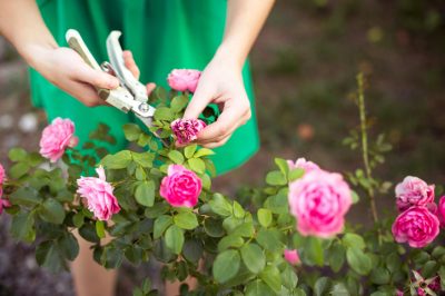 Varietà consigliate di rose ad arbusto