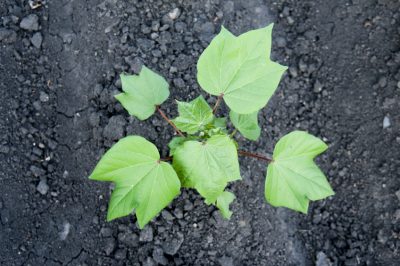 Essiccazione corretta dei fiori di paglia