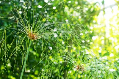 La succulenta ha un gambo lungo? - Cosa fare ora