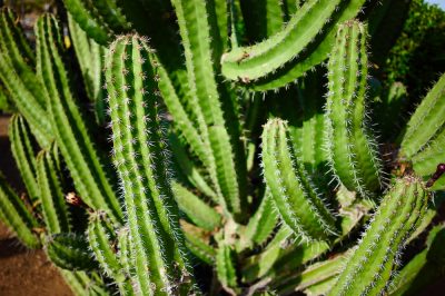 Determinare il cactus a colonna - Caratteristiche dei cactus a colonna