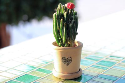 Curare correttamente il cactus colonnare per la cura del Cereus