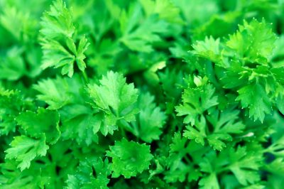 La calendula di palude - una scheda informativa