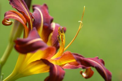 Fertilizzazione delle Daylilies: Less is more