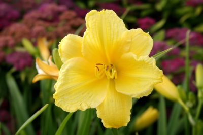 Triming Daylilies - Appropriato ora e poi