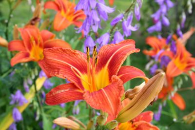 2 modi per propagare i daylilies