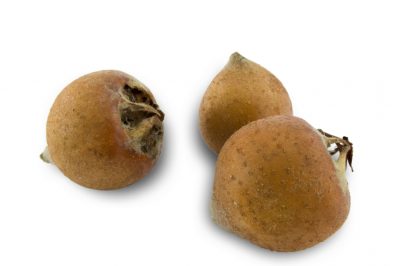 L'ortensia da piatto preferisce i luoghi ombrosi