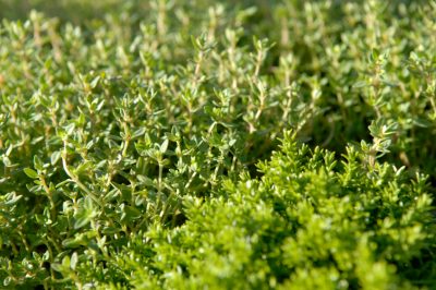 Timiano - Profilo di un'erba medicinale e di condimento molto versatile