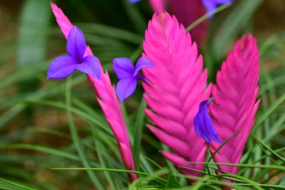 La Tillandsia cyanea è velenosa?