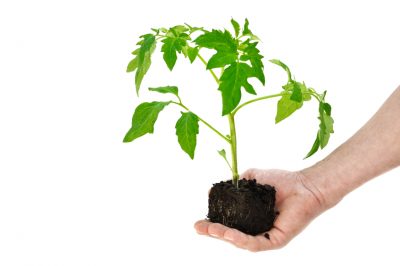 Quanto è lungo il periodo di germinazione dei pomodori?