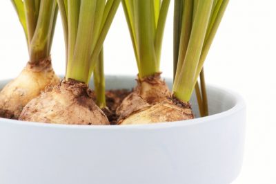 La stagione della fioritura del giacinto d'uva
