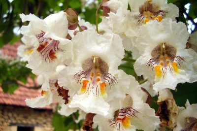Quanto è velenoso il giacinto d'uva?