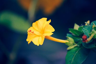 Quando fiorisce il fiore del troll?