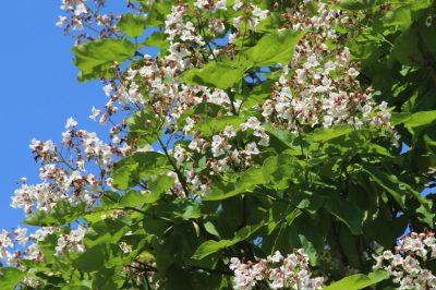L'albero della tromba impressiona con un fiore simile a un'orchidea