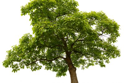 L'albero della tromba non fiorisce - Cosa fare?
