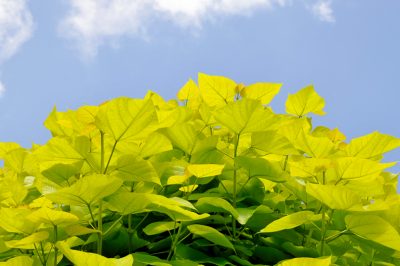 L'albero della tromba ottiene foglie gialle - cosa fare?