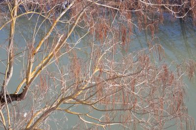 L'albero della tromba diventa resistente con l'età