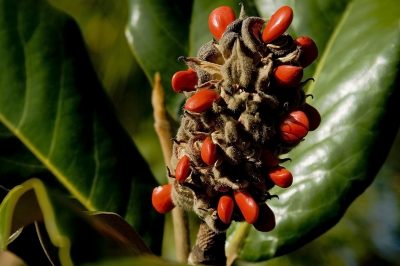 La magnolia tulipano ha bisogno di molto spazio