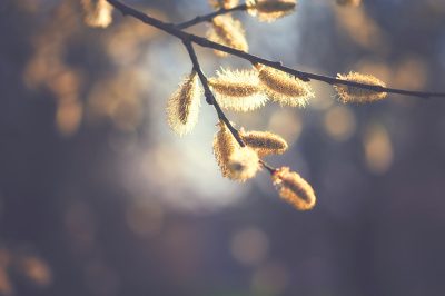 Medi e tardi? Info sul periodo di fioritura, Quando fioriscono i tulipani precoci