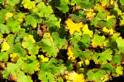 Quanto in profondità devono essere piantati i bulbi di tulipano nel terreno per la profondità di impianto