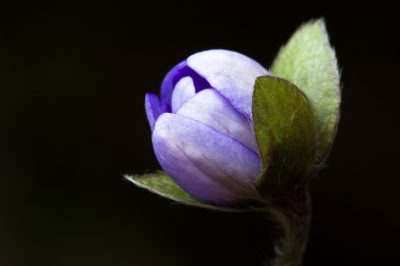 Non piantare magnolie tulipano quando c'è un rischio di gelo