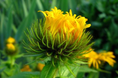 Quando sono in stagione i tulipani? per una lunga stagione dei tulipani