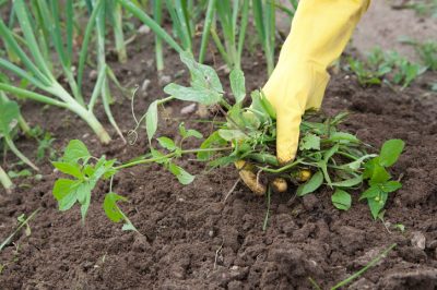 Semina in autunno: quando le erbacce crescono più velocemente del consentito