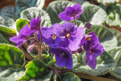 Quale posizione è adatta alla violetta africana?