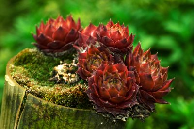 Le viole e il loro tempo di fioritura - diverso da specie a specie