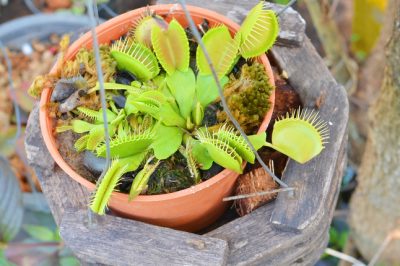 La giusta posizione per una Venus flytrap